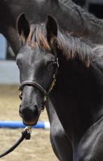 Arabo fries hengstenveulen, Dieren en Toebehoren, Paarden