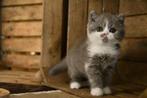 brits korthaar kitten, Dieren en Toebehoren, Poes, Gechipt, 0 tot 2 jaar