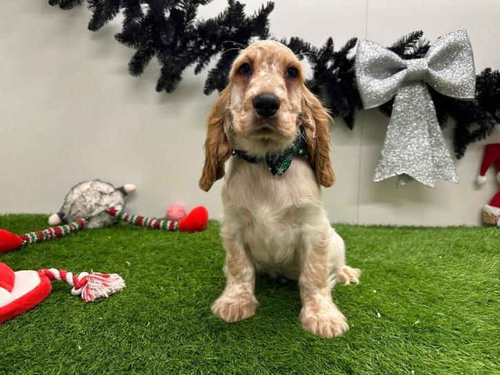 Engelse Cocker Spaniel pup, Dieren en Toebehoren, Honden | Retrievers, Spaniëls en Waterhonden, Reu, Spaniël, Fokker | Professioneel