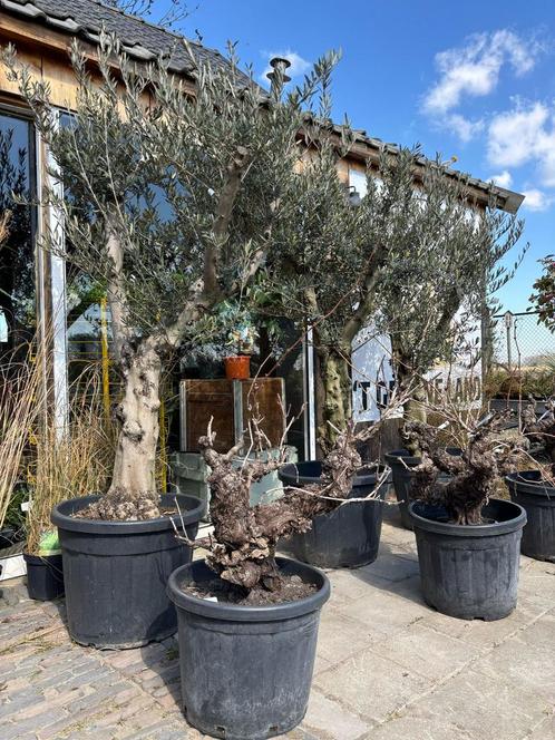OLIJFBOOM- meerdere hoogtes en stammaten, Tuin en Terras, Planten | Bomen, Ophalen