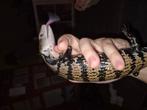 Indonesische blauwtongskink zonder terrarium, Dieren en Toebehoren, Reptielen en Amfibieën