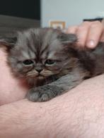 Perzische kater, Kater, Gechipt, 0 tot 2 jaar