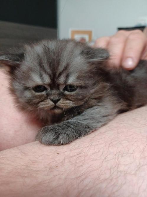 Perzische kater, Dieren en Toebehoren, Katten en Kittens | Raskatten | Langhaar, Kater, 0 tot 2 jaar, Gechipt, Ontwormd, Ingeënt