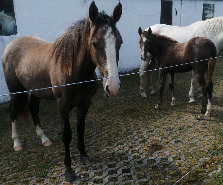2 merrieveulens: Arabische baard PP en baard OC, Dieren en Toebehoren, Paarden en Pony's | Overige Paardenspullen, Ophalen