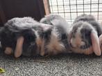 Super lieve hangoortjes, Dieren en Toebehoren, Konijnen, Vrouwelijk, Dwerg, Hangoor, 0 tot 2 jaar