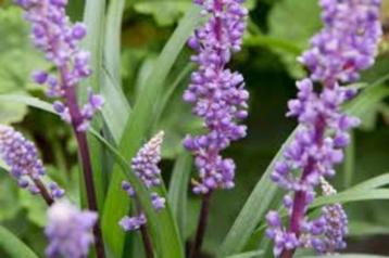 Liriope Royal Purple beschikbaar voor biedingen