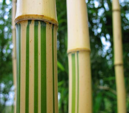 Bamboe Phyllostachys Vivax Aureocaulis ., Jardin & Terrasse, Plantes | Jardin, Plante fixe, Autres espèces, Mi-ombre, Ne fleurit pas