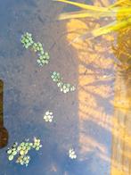 Salvinia vlot varen, grote portie, Dieren en Toebehoren