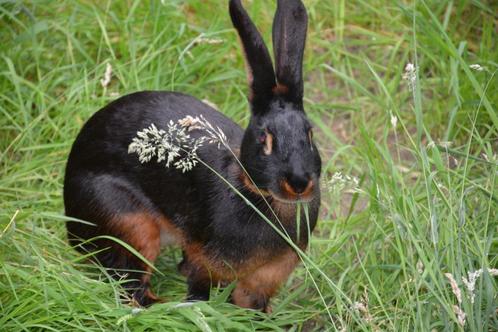 Jonge konijnen: Belgische hazen, Dieren en Toebehoren, Konijnen, Middelgroot, Meerdere dieren, 0 tot 2 jaar