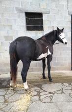 Overo merrie, Dieren en Toebehoren, Merrie, M