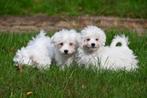 Maltezer pups te koop, Dieren en Toebehoren, Maltezer, 15 weken tot 1 jaar, Buitenland, CDV (hondenziekte)