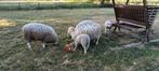 3 schapen