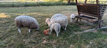 3 schapen  beschikbaar voor biedingen