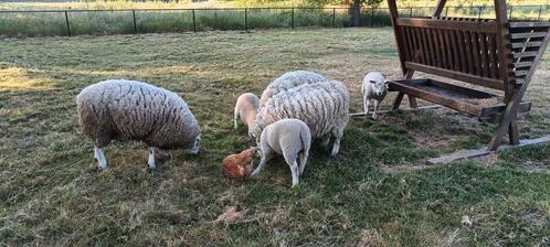 3 schapen, Dieren en Toebehoren, Overige Dieren