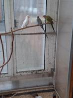 princess van wales, Geslacht onbekend, Parkiet