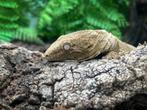 Rhacodactylus leachianus zuiver Bayonnaise, Dieren en Toebehoren, Reptielen en Amfibieën