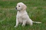 Golden Retriever pup te koop (teefje), Golden retriever, België, CDV (hondenziekte), 8 tot 15 weken