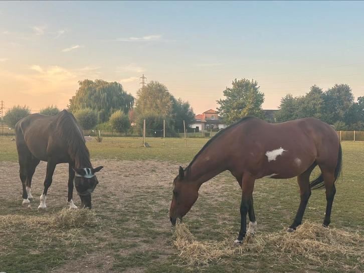 Halve stal voor twee unieke paarden, Dieren en Toebehoren, Paarden, Merrie
