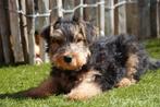 Prachtige Welsh terriër pups, Dieren en Toebehoren, Honden | Jack Russells en Terriërs, België, Overige rassen, CDV (hondenziekte)