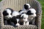 Australische herder pups geboren op boerderij, België, Particulier, CDV (hondenziekte), 8 tot 15 weken