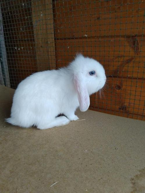 hangoor dwergkonijn, Dieren en Toebehoren, Konijnen, Dwerg, Mannelijk, 0 tot 2 jaar, Hangoor