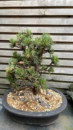Bonsai starter Pinus Mugo, Tuin en Terras, Planten | Bomen, Ophalen