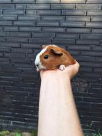 Jonge cavia's verschillende kleurtjes, Cavia, Juni, Meerdere dieren, Tam