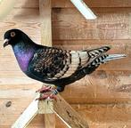 Koppel kleurpostduiven, Dieren en Toebehoren, Vogels | Duiven, Meerdere dieren, Postduif