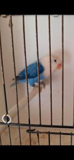 Agaporniden, Dieren en Toebehoren, Vogels | Parkieten en Papegaaien