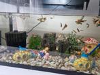 Vlssen aquaria, Dieren en Toebehoren, Ophalen, Zo goed als nieuw