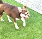 Choco tan franse bulldog teefje herplaatser, Dieren en Toebehoren, België, Fokker | Hobbymatig, 1 tot 2 jaar, Teef