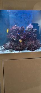 Zee aquarium 200 l, Ophalen, Gebruikt, Gevuld zeewateraquarium