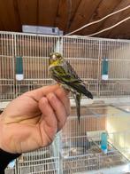 Kruisingen sijs x kanarie, Animaux & Accessoires, Oiseaux | Oiseaux Autre, Bagué