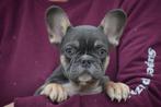 Franse bulldog pups, Dieren en Toebehoren, Honden | Bulldogs, Pinschers en Molossers, België, 8 tot 15 weken, CDV (hondenziekte)