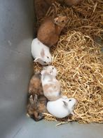 Dwergkonijntjes, Dieren en Toebehoren, Vrouwelijk, Klein, 0 tot 2 jaar
