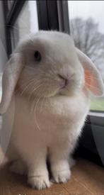 Knuffelhuisje gezocht, Dieren en Toebehoren