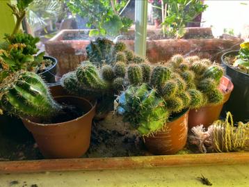 Cactussen beschikbaar voor biedingen