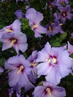 blauwe hibiscus plantjes, Tuin en Terras, Ophalen, Overige soorten