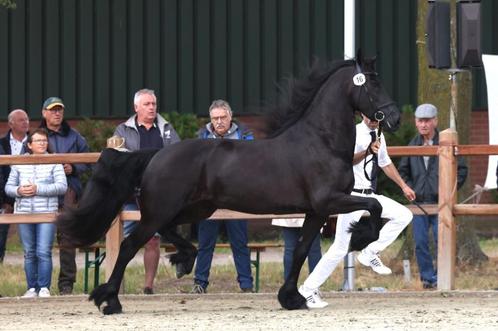 friese merrie, Animaux & Accessoires, Chevaux, Jument, Ne s'applique pas, 160 à 165 cm, 3 à 6 ans, Cheval d'attelage, Avec pedigree