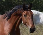 4 jarige ruin, Dieren en Toebehoren, Met stamboom, Ruin, Dressuurpaard, Zadelmak