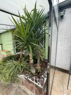 Yuca kamerplant, Tuin en Terras, Ophalen