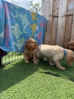 Cockapoo pups uit nest te kiezen 💖💖💖, Dieren en Toebehoren, Honden | Niet-rashonden, België, 8 tot 15 weken, Meerdere, Meerdere dieren