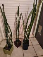 Sansaveria planten., Ophalen, In pot, 100 tot 150 cm