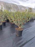‼️osmanthus Burkwoodii aan promoprijzen ‼️, Enlèvement