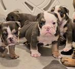 Engelse bulldog, Dieren en Toebehoren, Honden | Bulldogs, Pinschers en Molossers, België, Fokker | Hobbymatig, CDV (hondenziekte)