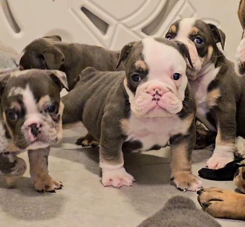 Engelse bulldog, Dieren en Toebehoren, Honden | Bulldogs, Pinschers en Molossers, Meerdere dieren, Bulldog, Fokker | Hobbymatig