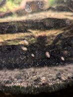 Kapslakjes, Dieren en Toebehoren