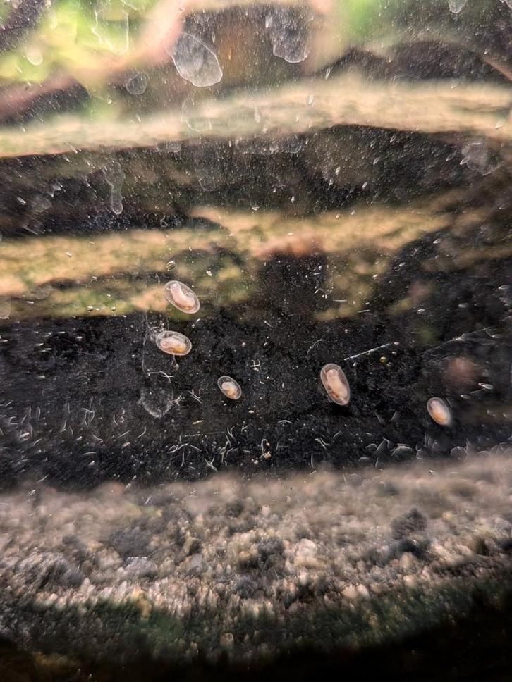 Kapslakjes, Dieren en Toebehoren, Vissen | Aquariumvissen