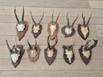 10 ree geweien samen € 70 jacht mancave landelijke c81, Verzamelen, Ophalen of Verzenden, Hert, Gewei of Kop