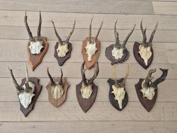 10 ree geweien samen € 70 jacht mancave landelijke c81 beschikbaar voor biedingen